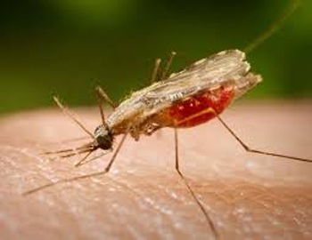 malaria 1